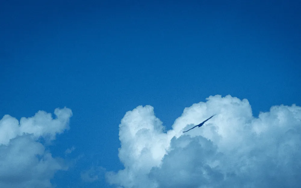 Bird in Blue Sky