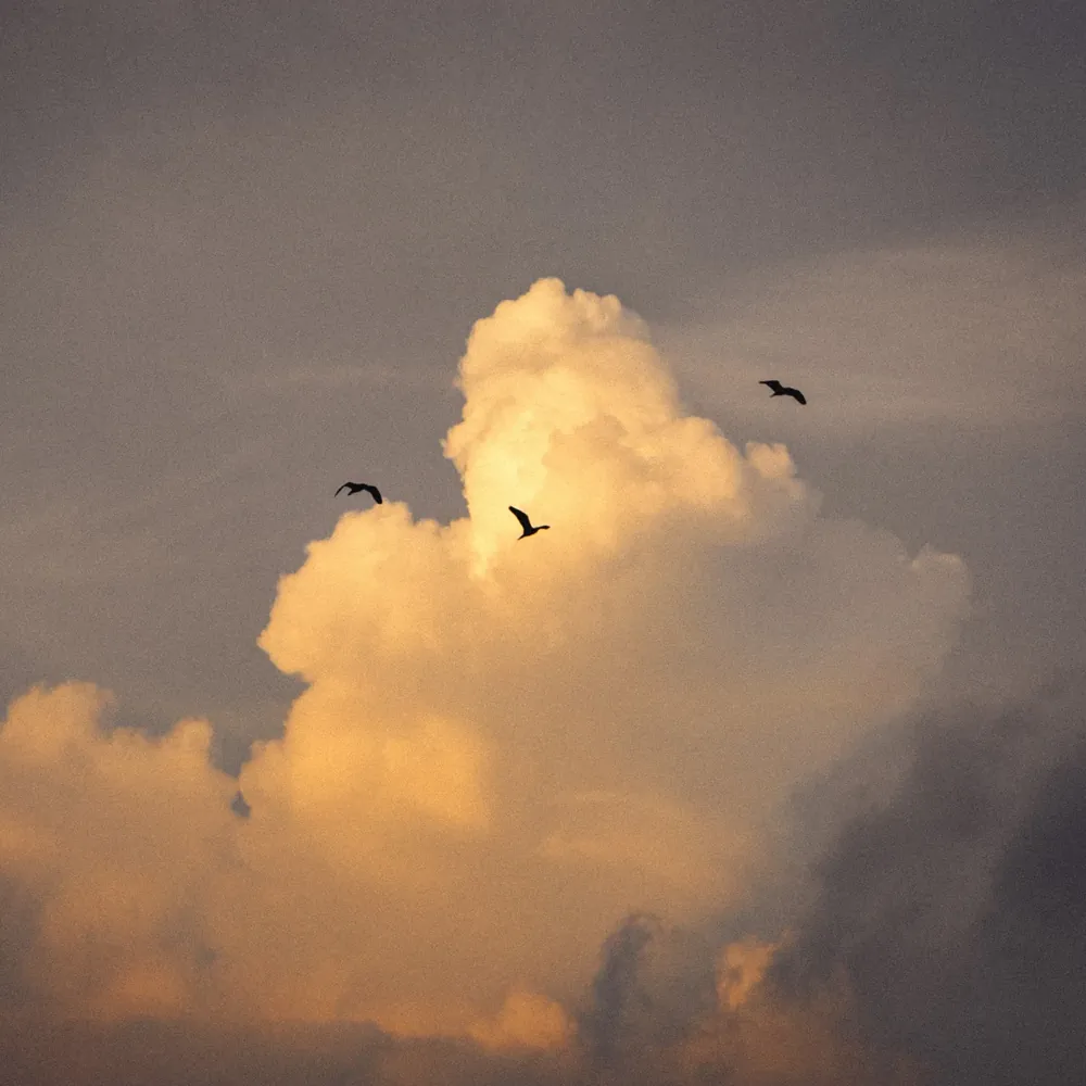 Birds over a Golden Cloud