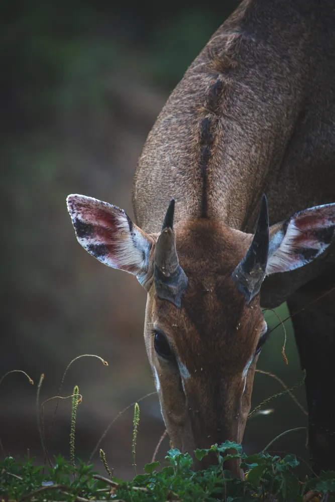 Grazing