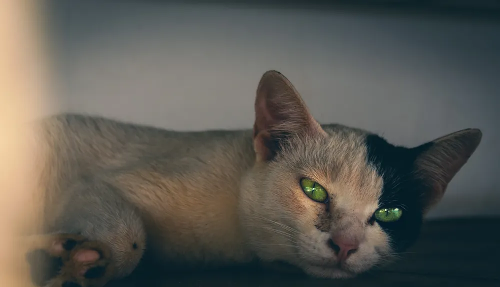 Green Eyes