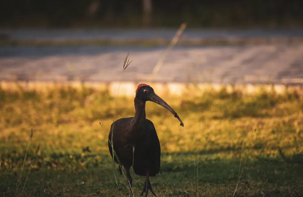 Ibis in Golden Grass