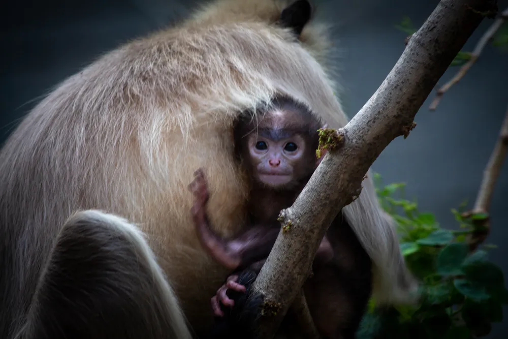 Mother and Child